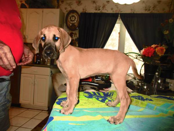 New Family Member – AKC Great Dane