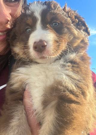 Miniature Australian Shepherd