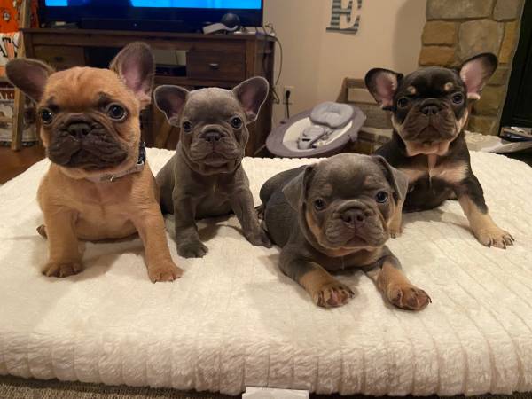 AKC French Bulldog Puppies