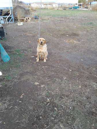 Rehoming yellow lab AKC