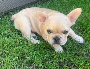 french bulldog pups