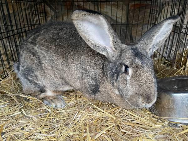 Pedigreed Flemish Giant Rabbits for Rehoming