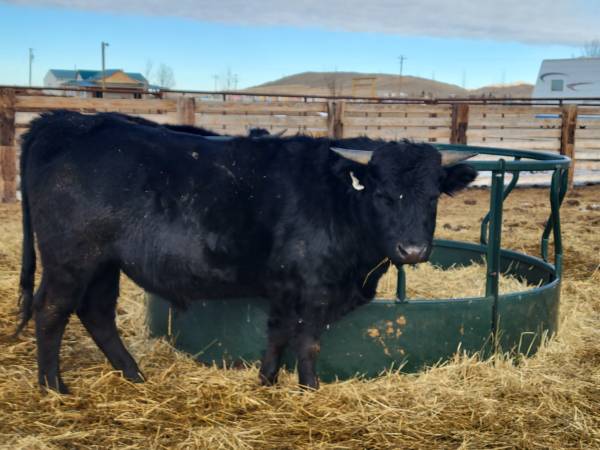 2 year old corriente/Angus bull