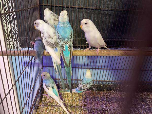 parakeets available