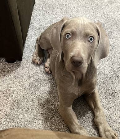 Full Blooded Male Weimaraner Pup