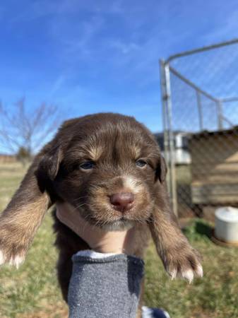 Australian Shepherd Puppies