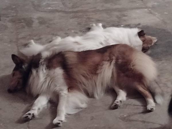 2 Rough Collie