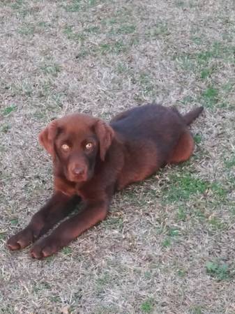 Chocolate lab male