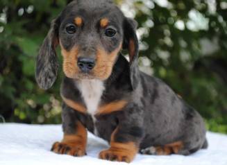 Beautiful Dachshund puppy