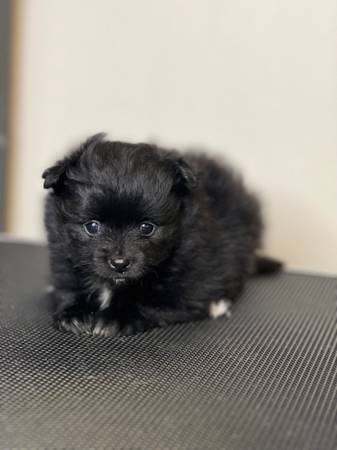 Purebred Pomeranian puppy