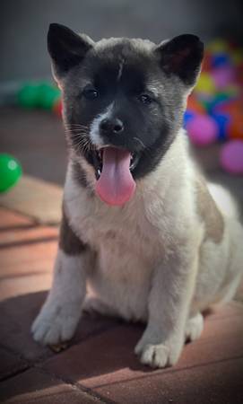 Akita !!!!