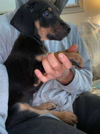 Doberman Dogo Argentino pup