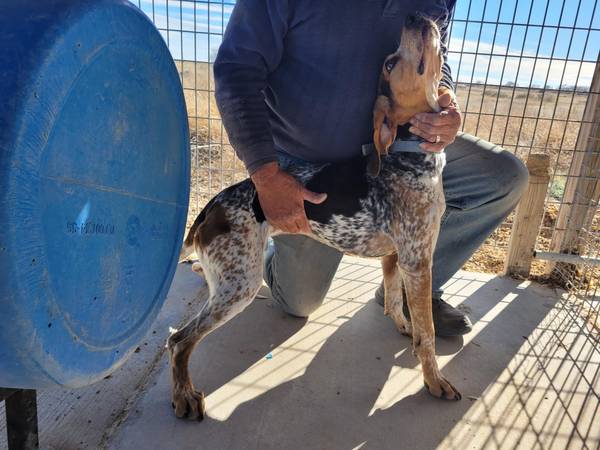 Female Englilsh Coon-Hound