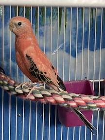 Bourke Parakeets