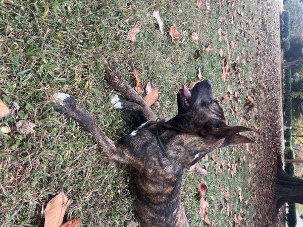 Brindle Dutch Shepherd Mix Needs to be rehomed