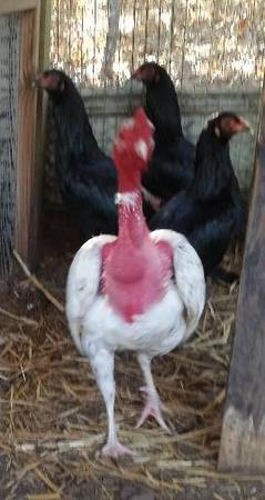 Oriental Game Chickens