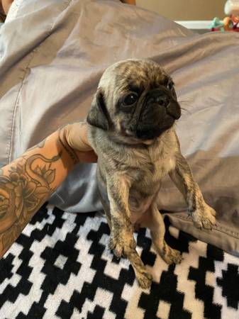 Pug puppies for sale black, fawn and brindle