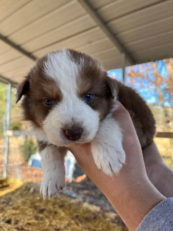 Australian Shepherd puppies