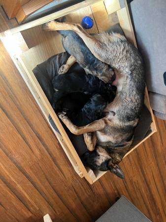 AKC registered German Shepherd Puppies