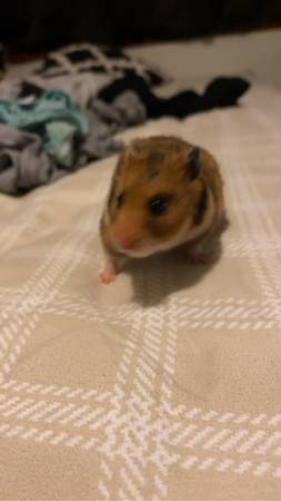 Hamster (Young)