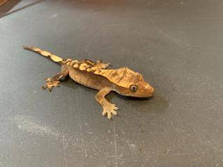 Geckos and skink needing new homes