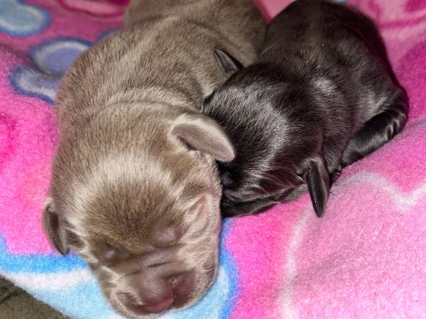 Silver, charcoal, and champagne lab pups