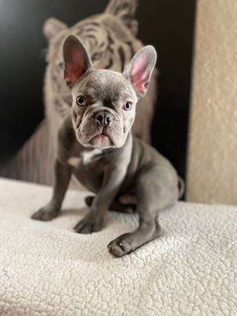 Blue frenchie akc