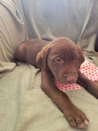 Lab mix puppies