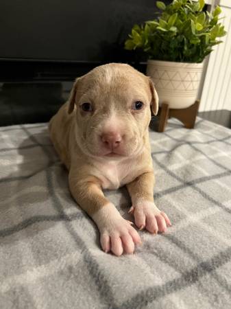 American Bully Puppies need new homes