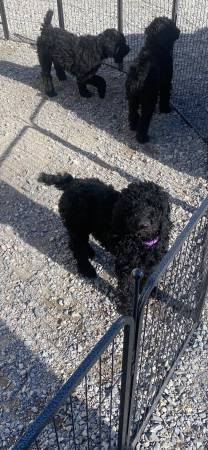 Standard Poodle Puppies -rehoming fee applies