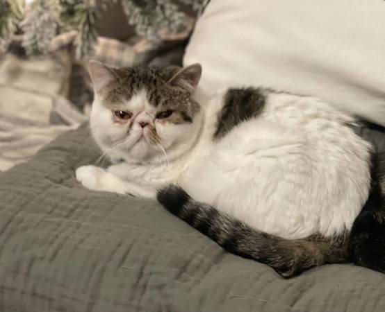 Exotic shorthair female