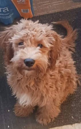 Cavl/ Poodle male