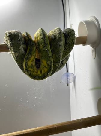 Rehoming Green tree python