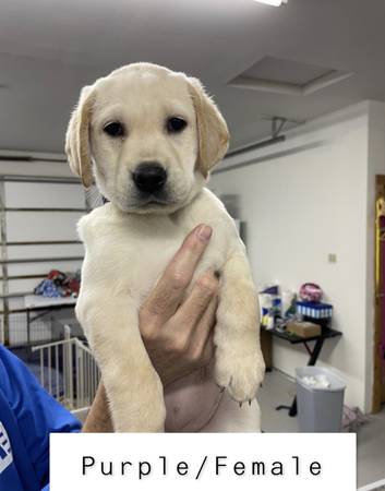 yellow lab puppies