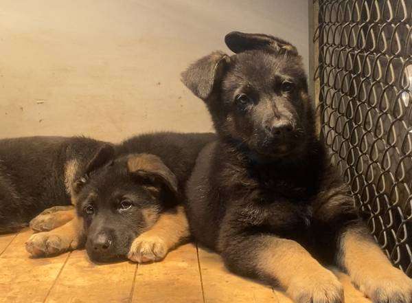 AKC German Shepherd pups