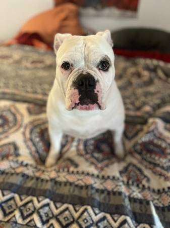 Deaf Olde English Bulldog In Need of Home