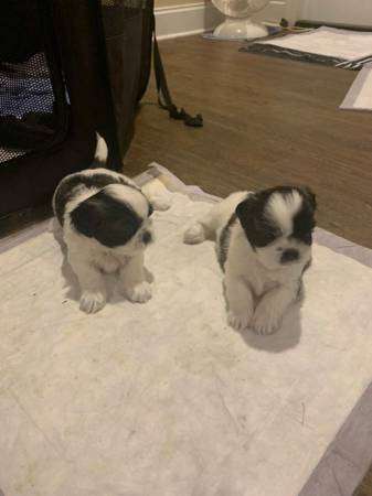 6 wk old shihtzu