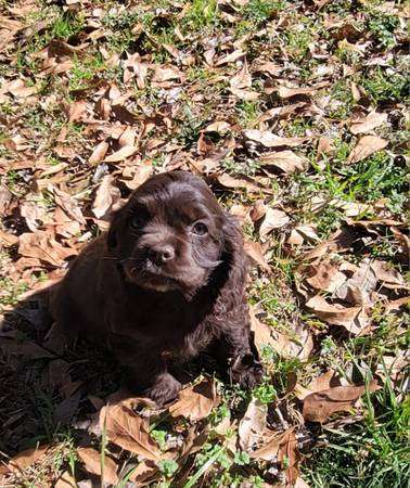 Cocker spaniels