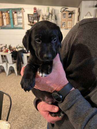 lab puppies