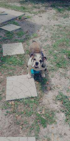 Adult English Bulldogs looking for forever home.