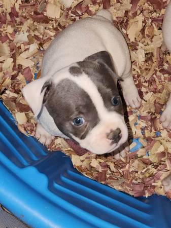 Micro Bully/Frenchie Pups