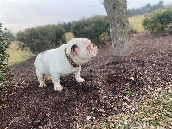 English Bulldog