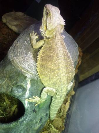 Full-grown bearded dragon and setup