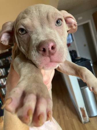 pitbull puppys