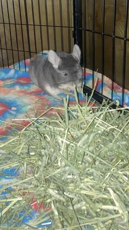 Chinchilla needs rehomed!