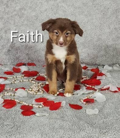 mini Australian shepherd puppies