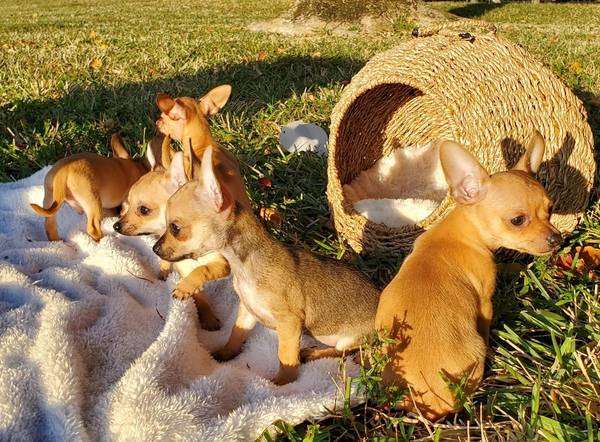 Loving Chihuahua puppies seeking forever home!