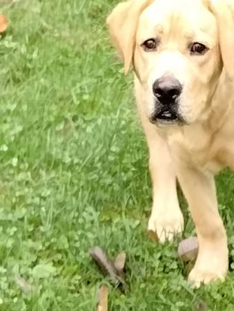 lab needing new home