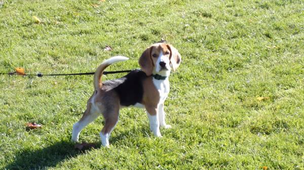 Beagle to good home free