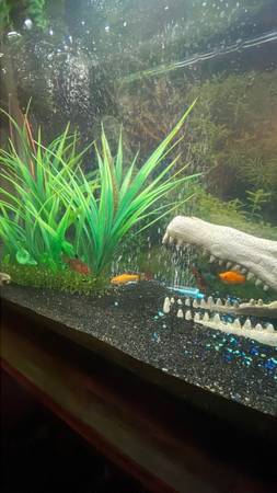 30 gallon fish tank with fish